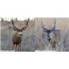 Image 1 : *Alberta – 7 Day – Archery Whitetail Hunt for One Hunter