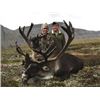 Image 1 : NWT – 6 Day – Mountain Caribou, Wolf & Wolverine Hunt for One Hunter