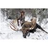 Image 1 : *British Columbia -7 Day – Canada Moose Hunt for One Hunter