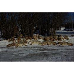 *Alberta – 6 Day Trap Line Adventure for One Person