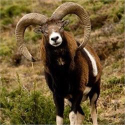 *Spain – 4 Day – Spanish Mouflon Sheep Hunt for One Hunter