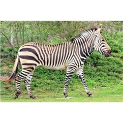 *Namibia – 5 Day – Hartman’s Zebra Hunt for Four Hunters