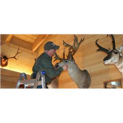 *Nevada - Trophy Room Taxidermy Cleaning