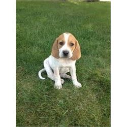 *Michigan - Redtick Hound Puppy