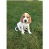 Image 1 : *Michigan - Redtick Hound Puppy