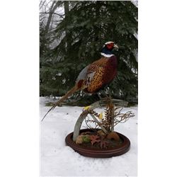 Michigan – DeepWoods Taxidermy - Pheasant Mount