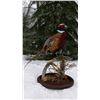 Image 1 : Michigan – DeepWoods Taxidermy - Pheasant Mount