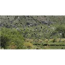 Argentina – 4 Day - Dove Shooting Safari for Three Hunters