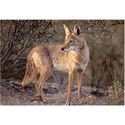 Illinois - 2 Day – Coyote Hunt for One Hunter