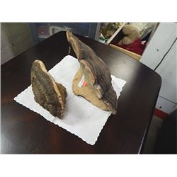 FUNGAS BURLS - LARGE AND MED = 2 TTL