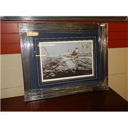 FRAMED LIMITED EDITION PRINT - WHITE CROWNED SPARROW - RON PARKER  - GALLERY ESTIMATE ~$425