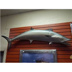 LARGE MOUNTED BARACCUDA FISH