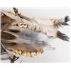 Image 8 : Plains Indian Skull Trail Marker