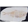 Image 1 : Fossil Fish from Wyoming