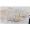 Image 2 : Fossil Fish from Wyoming