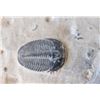 Image 2 : Fossil Trilobite
