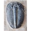 Image 4 : Fossil Trilobite