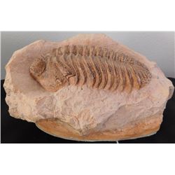 Large Trilobite Fossil