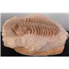 Large Trilobite Fossil