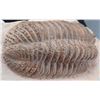 Image 4 : Large Trilobite Fossil