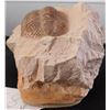 Image 7 : Large Trilobite Fossil