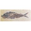 Image 2 : Large Fish Fossil and Artifacts