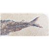 Image 8 : Large Fish Fossil and Artifacts