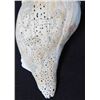 Image 8 : Conch Shell with Engraving