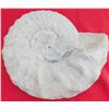 Image 1 : 8 LB Ammonite