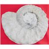Image 3 : 8 LB Ammonite