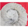 Image 4 : 8 LB Ammonite