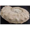 Image 5 : 8 LB Ammonite
