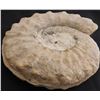 Image 6 : 8 LB Ammonite