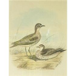 Neville William Cayley (Australian, 1887-1950) Stone Curlews, signed lower right "Neville Cayley",..