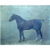 Arthur Lewis Townshend (19th Century) Cadet, a Chestnut Hunter, signed with monogram lower left "AL.