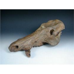 The partially fossilized head of a member of the wild boar family with part of one tusk remaining a.