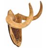 Image 2 : Old Longhorn Steer Horn Mount