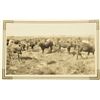 Image 2 : Collection of 10 Original King Ranch Photographs