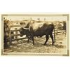 Image 3 : Collection of 10 Original King Ranch Photographs