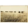Image 4 : Collection of 10 Original King Ranch Photographs