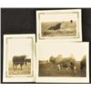 Image 9 : Collection of 10 Original King Ranch Photographs