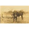 Image 1 : The Last Of The Longhorns Photo