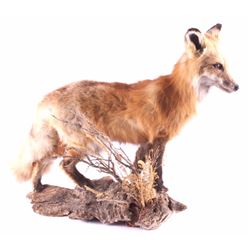 Montana Full Body Fox Taxidermy Mount