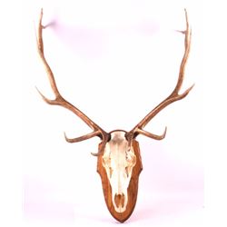 Montana European Elk Mount