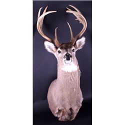 Montana Whitetail Deer Shoulder Mount