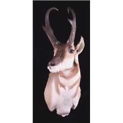 Montana Antelope Shoulder Mount