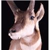 Image 2 : Montana Antelope Shoulder Mount
