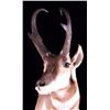 Image 3 : Montana Antelope Shoulder Mount