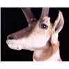 Image 4 : Montana Antelope Shoulder Mount