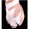 Image 6 : Montana Antelope Shoulder Mount